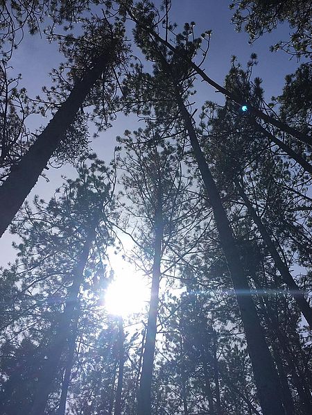 Garenne Park Forest in Tallard