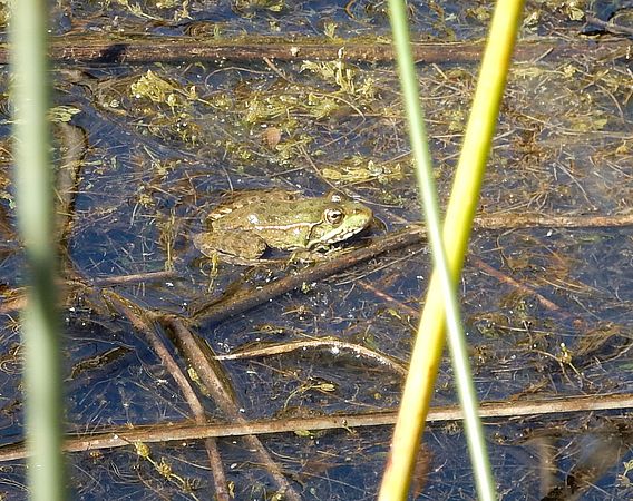 Crapaud - zone humide des Piles 