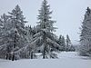 Snowy trees