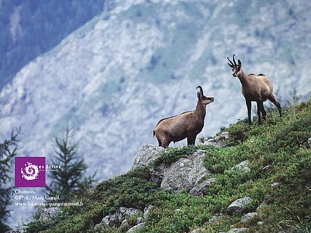 Chamois - Parc National des Ecrins