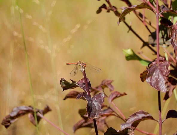 Odonate - zone humide des Piles © LPO