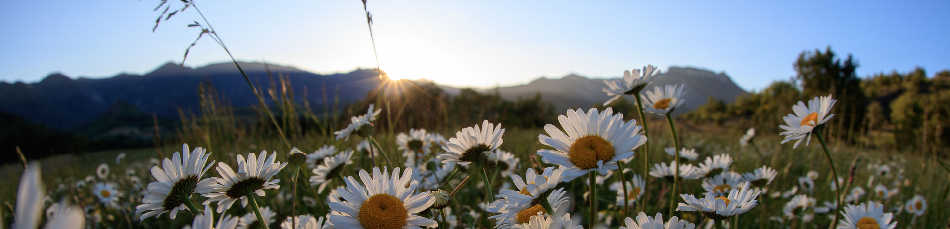 Champ de marguerites © F.Thibault