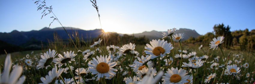 Daisies Daisies