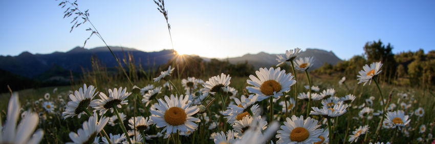 Marguerites