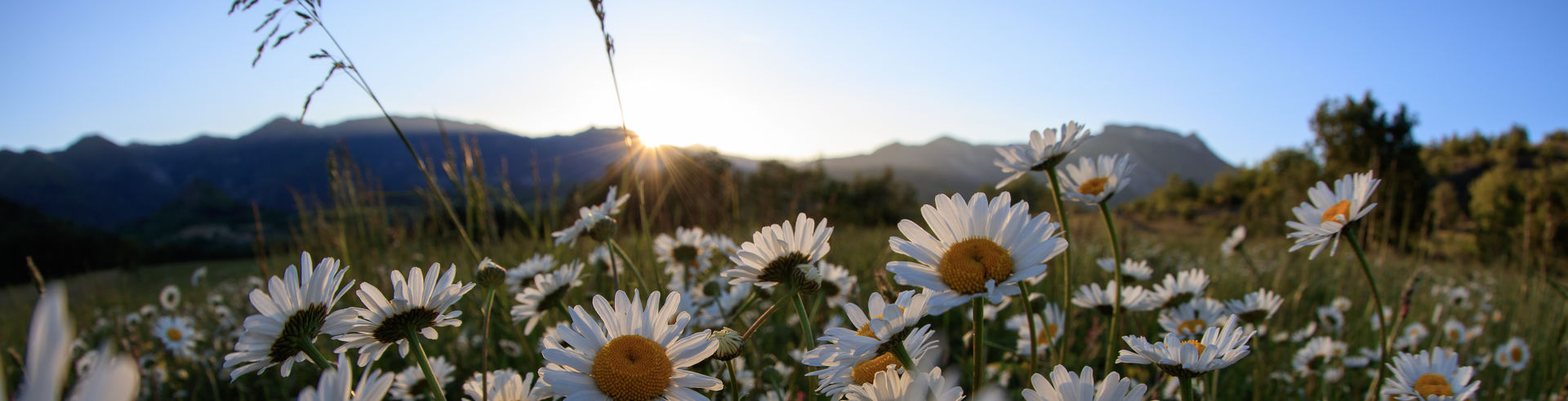 Champ de marguerites © F.Thibault