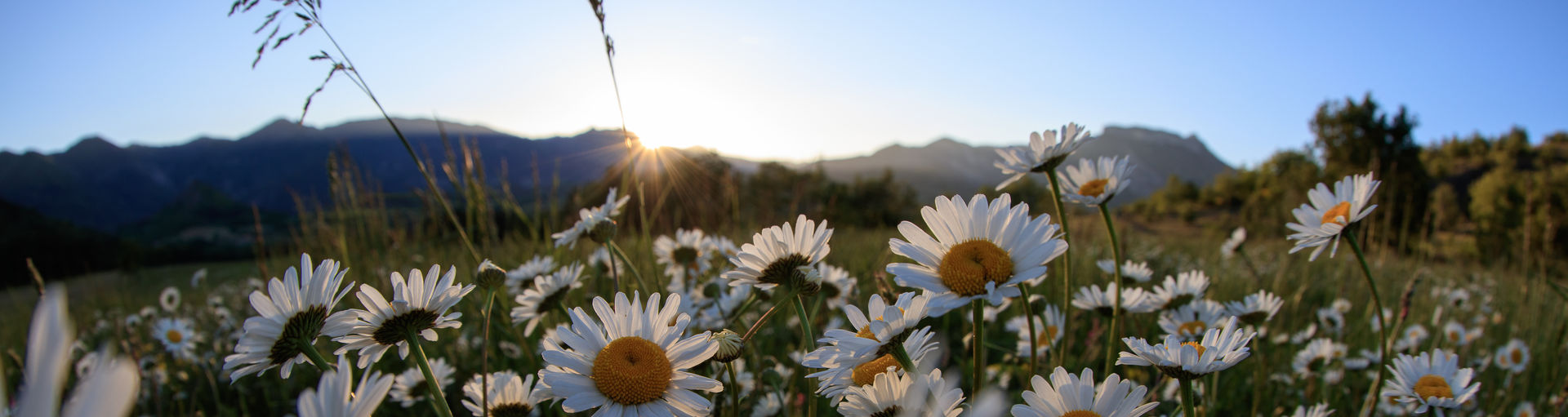 Champ de marguerites © F.Thibault