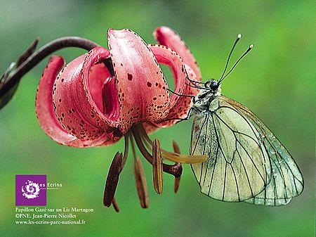 Butterfly gazed on lily martagon