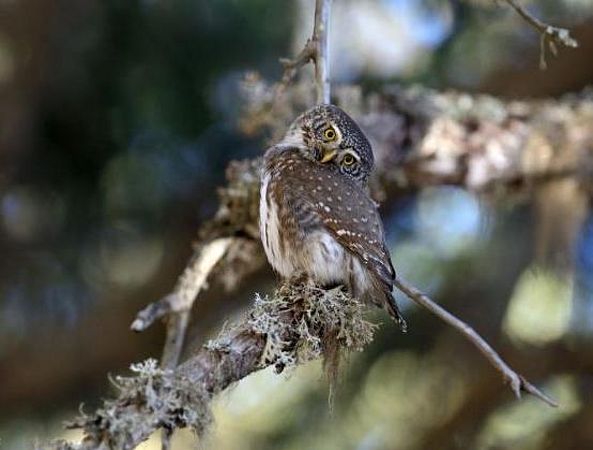 Chevêchette d'Europe © Natura 2000