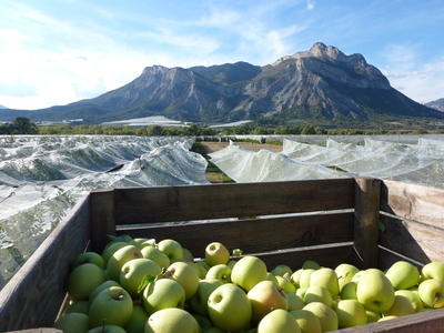 In the heart of the orchards