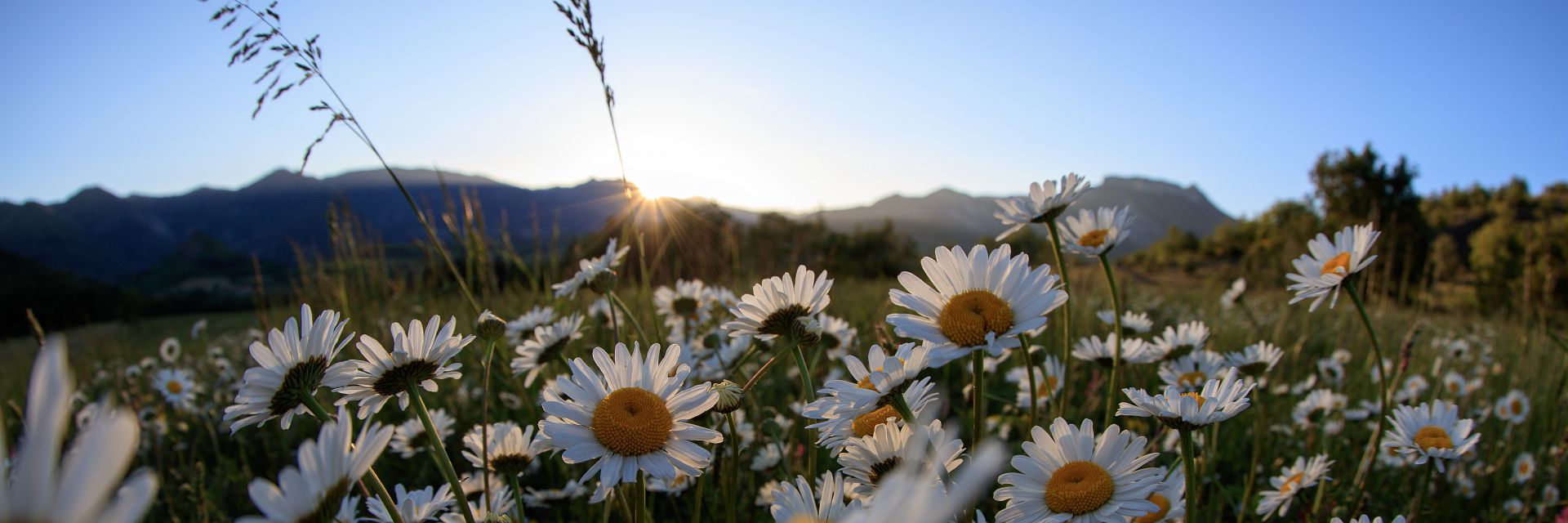 Daisies Daisies