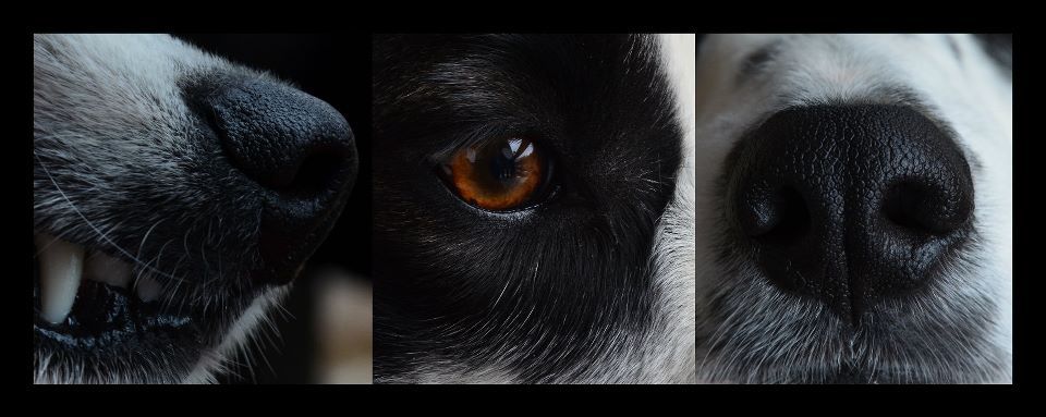 Triptych © S.Delecluse Triptych © S.Delecluse